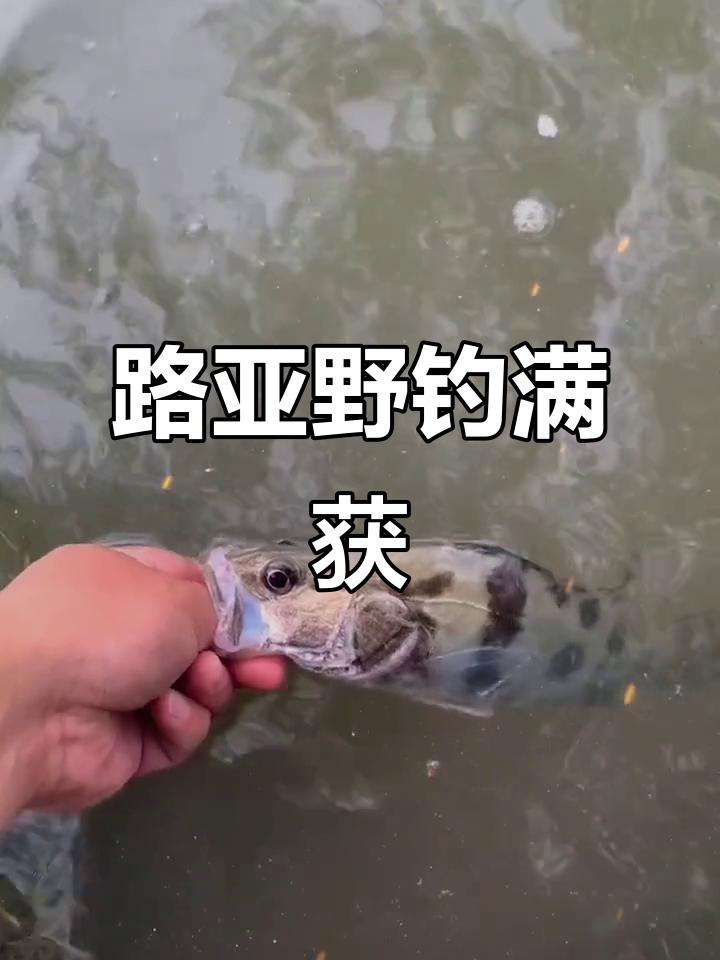 路亚鳜鱼翘嘴(路亚鳜鱼翘嘴用什么颜色的t尾)