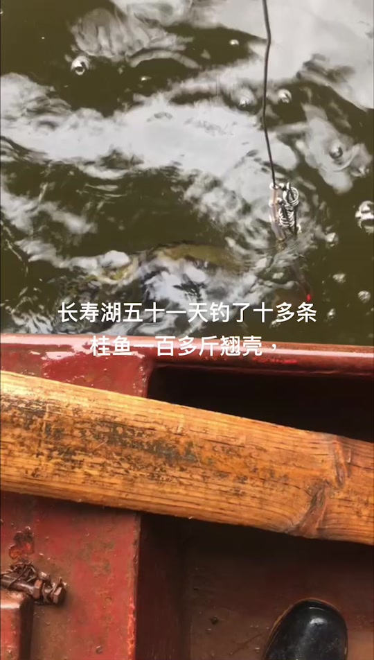 长寿湖6月钓鱼技巧(长寿湖6月钓鱼技巧视频)