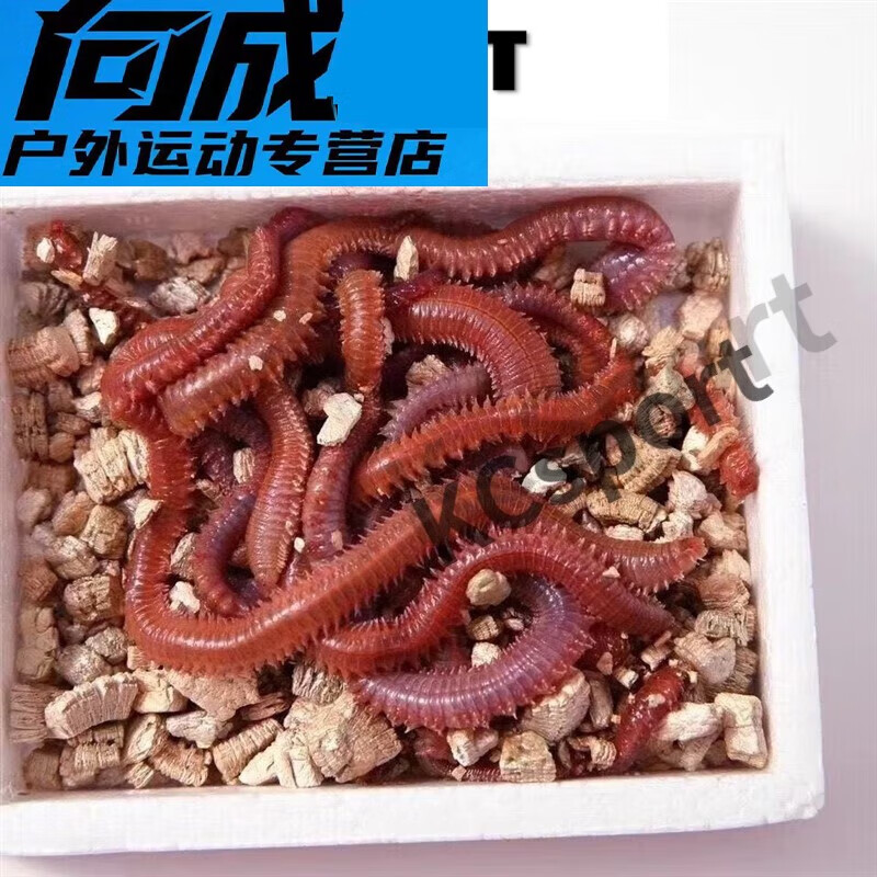 红虫饵使用海钓(海钓用红虫饵鱼钩怎么选择)