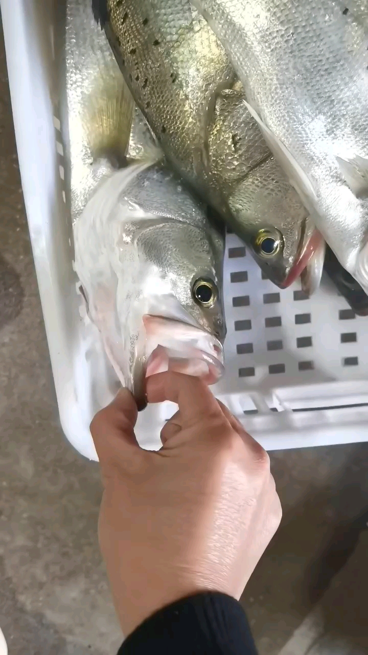 海钓鲈鱼抛几米(抛竿钓海鲈鱼)