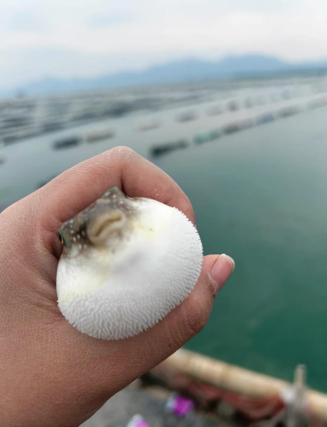 宁波莼湖海钓(宁波梅山哪里可以海钓)