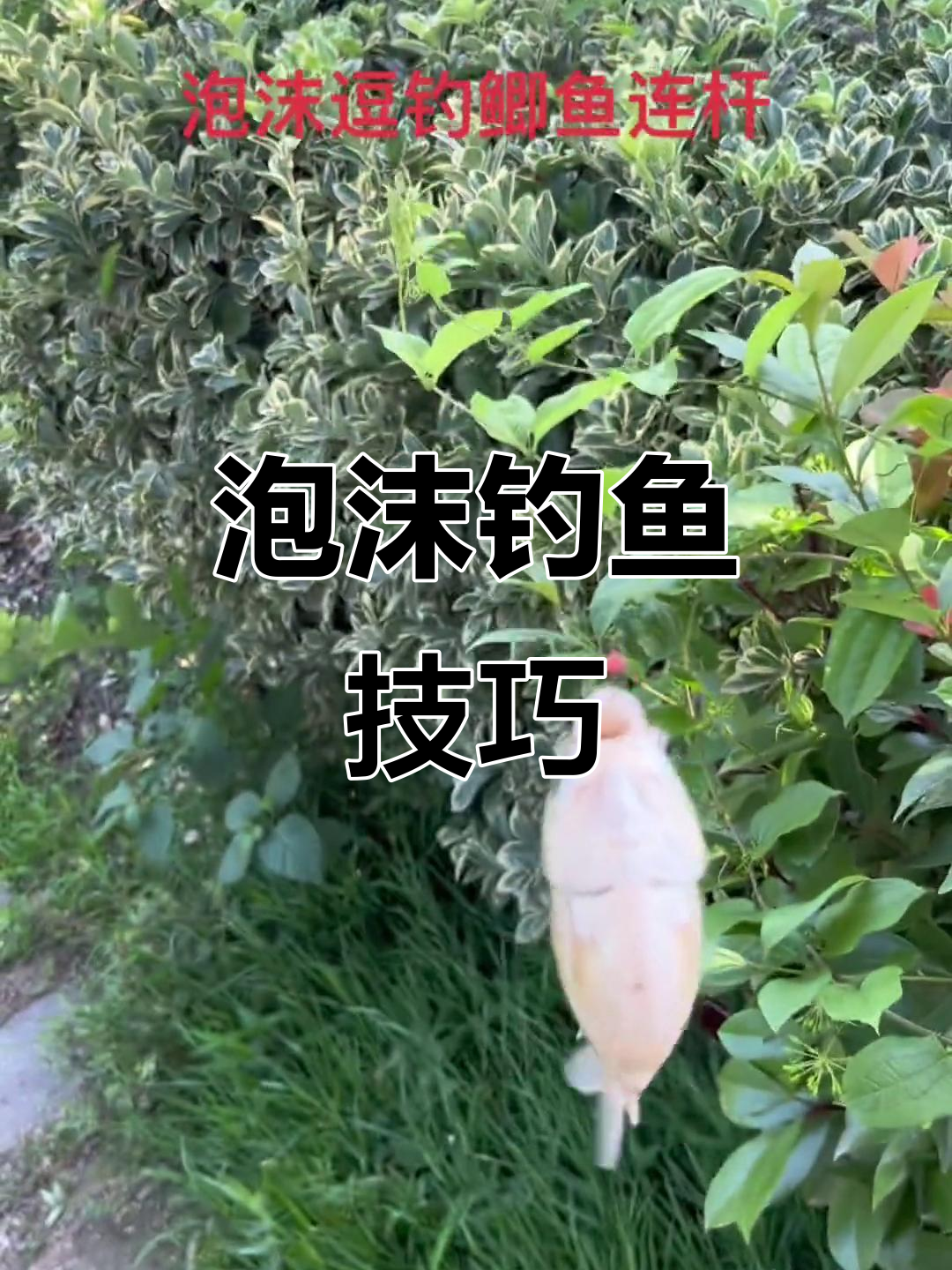 四川泡沫逗钓技巧(泡沫逗钓的原理)