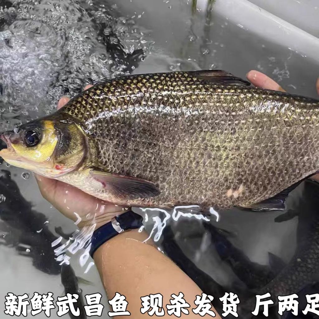 武鲳鱼喜欢什么饵料(武鲳鱼怎么钓什么饵料)