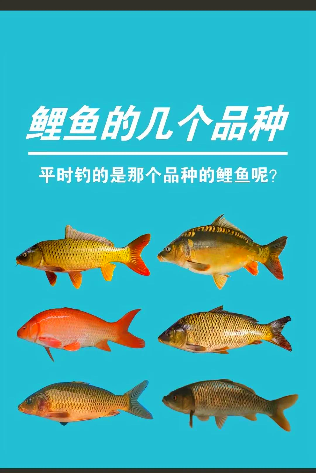 北方黑坑鲤鱼的技巧(北方黑坑钓鱼视频)