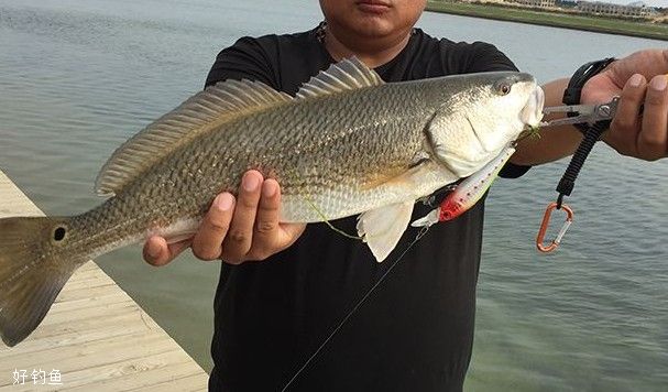海钓退潮为什么没有鲈鱼(海钓退潮为什么没有鲈鱼了)
