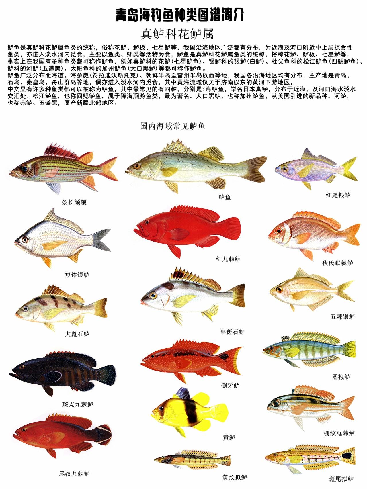 海钓退潮为什么没有鲈鱼(海钓退潮为什么没有鲈鱼了)