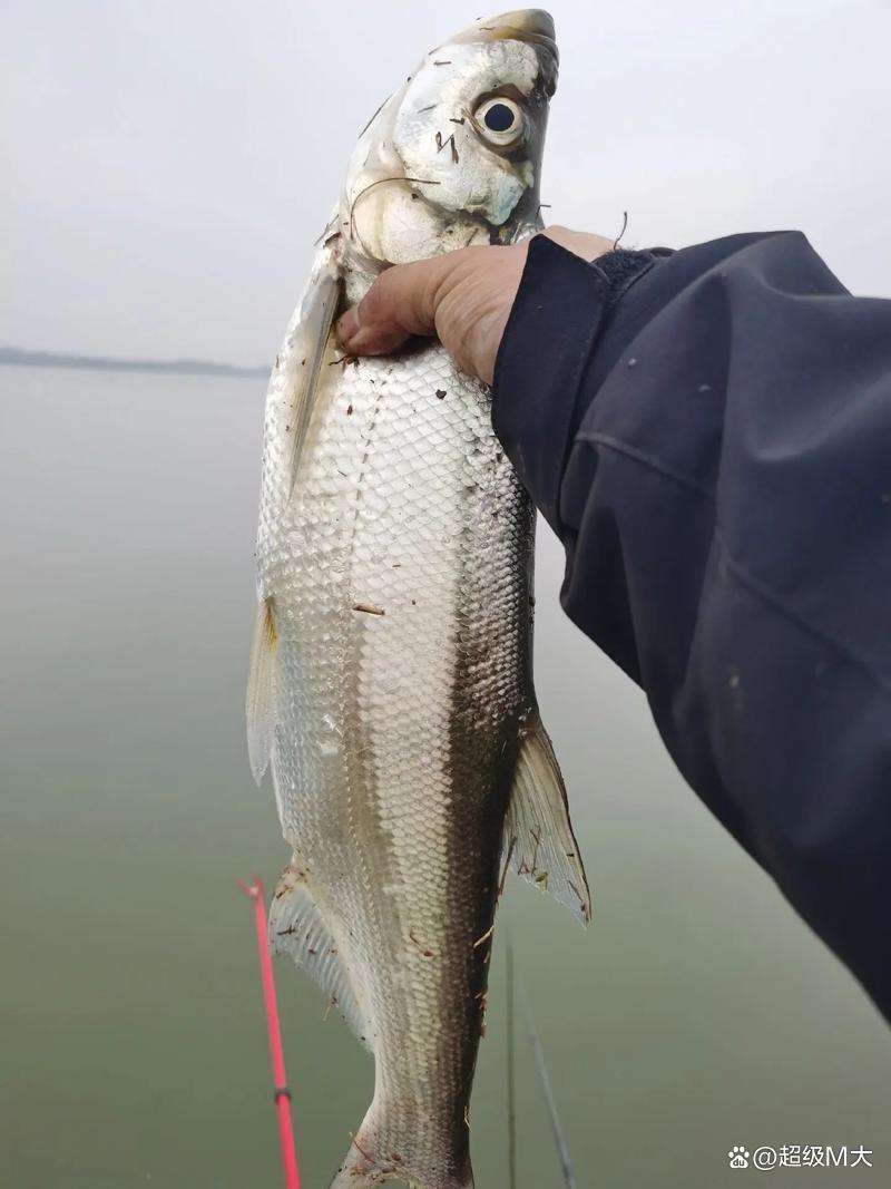 海竿翘嘴技巧视频(海竿钓翘嘴用什么饵最好钓)