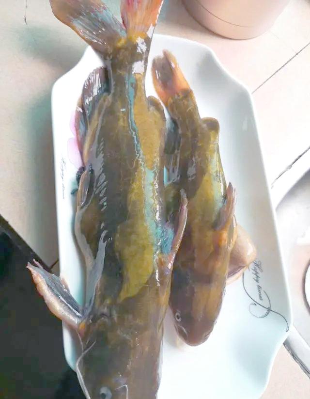 夏天钓黄骨鱼技巧(夏天钓黄骨鱼技巧视频)