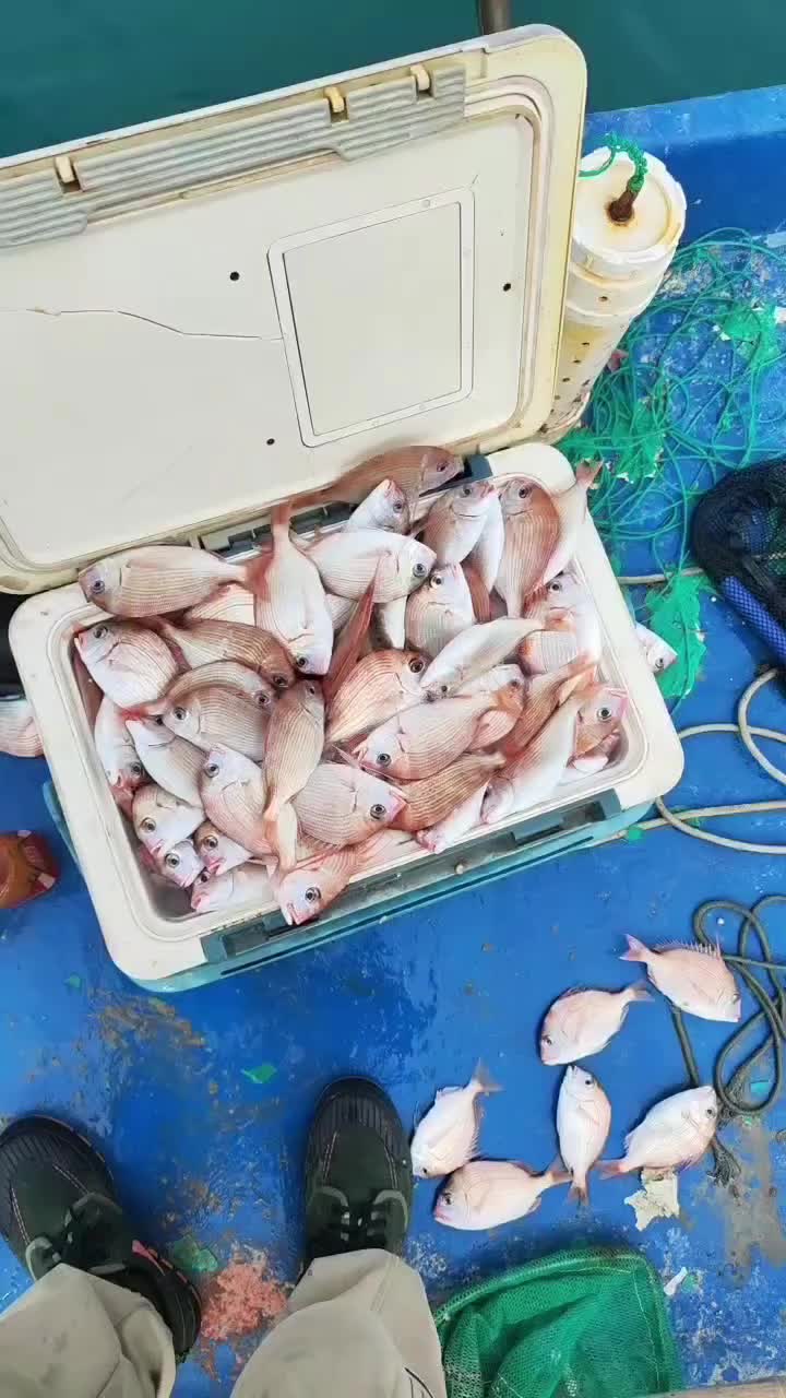 海钓红鼓(海钓红古鱼钩放多深)