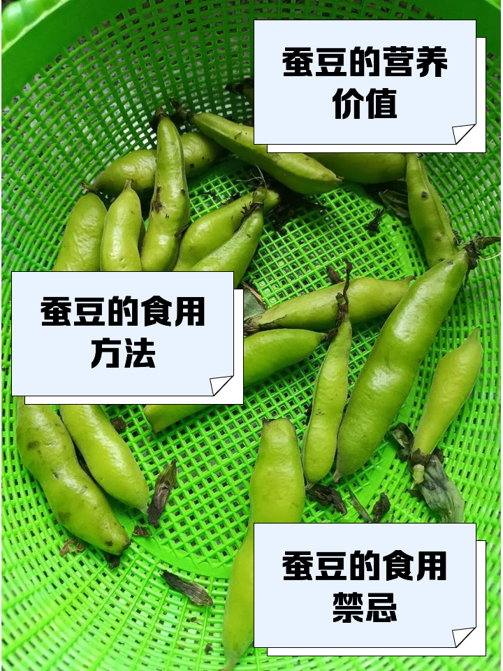 蚕豆粉使用技巧(蚕豆粉怎么吃)