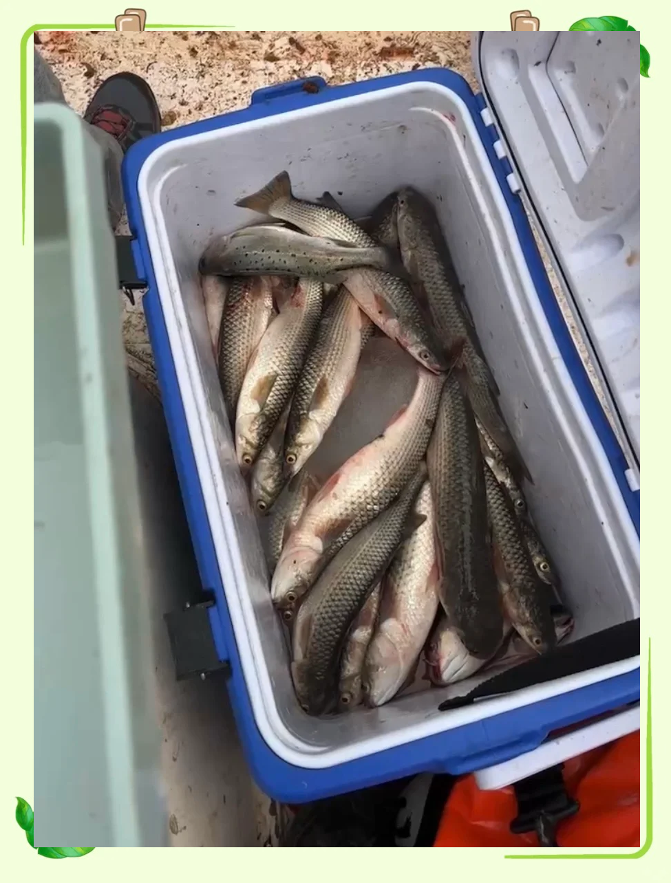 大连曹妃甸海钓(曹妃甸十八加海钓图片)