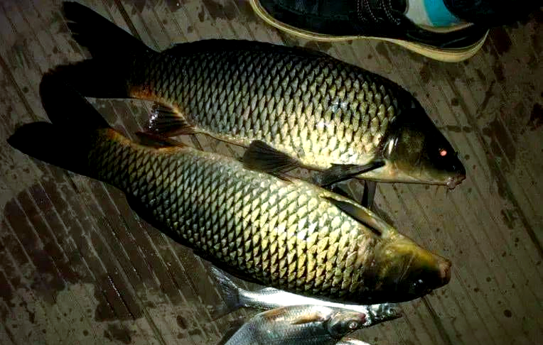 深秋夜钓鲤技巧(深秋如何夜钓鲤鱼)
