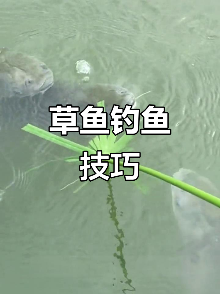 钓鱼技巧草鱼(钓草鱼绝技)