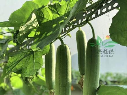 小满钓鱼技巧(小满钓鱼技巧大全)