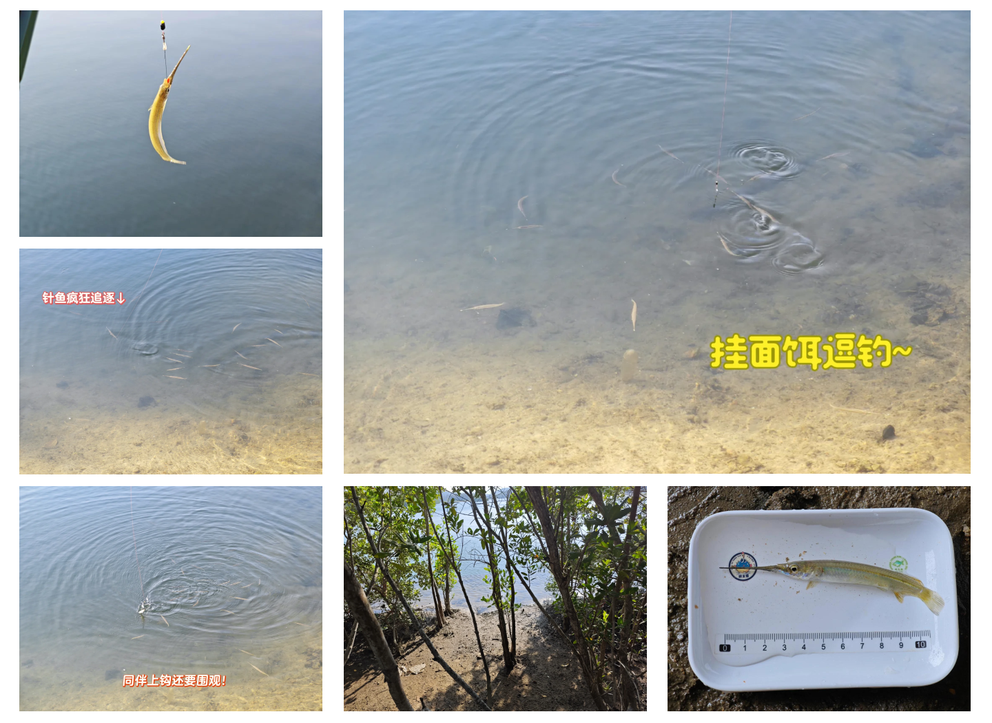 怎样海钓针鱼(海钓针鱼的方法)