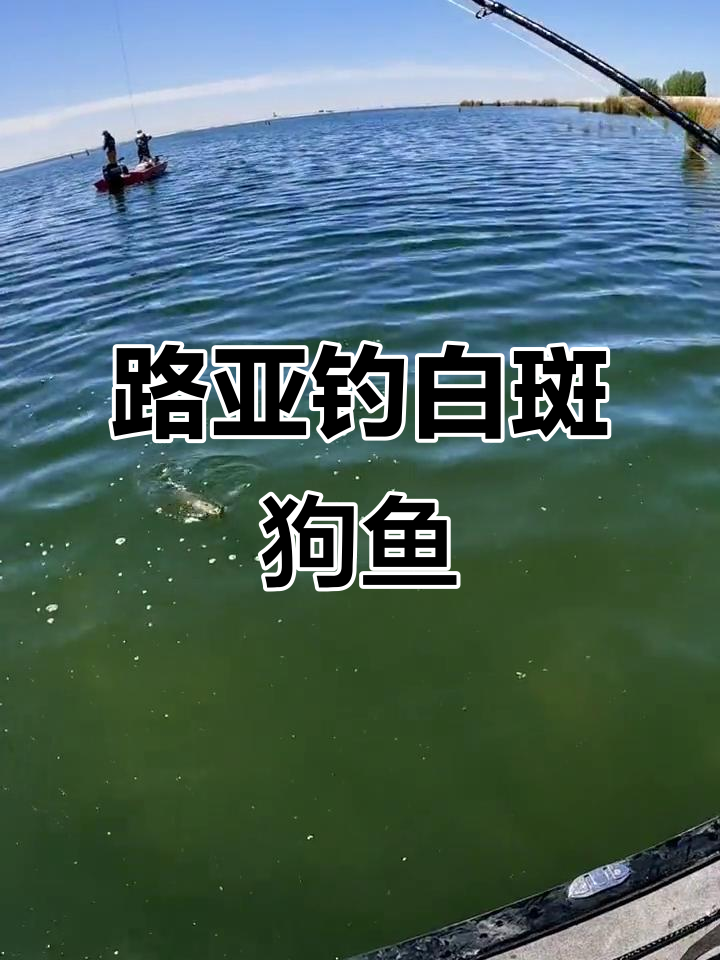 新疆狗鱼路亚(路亚钓狗鱼的方法)