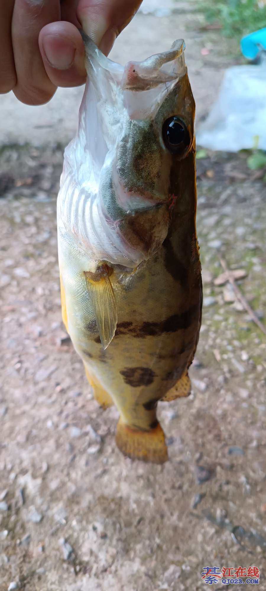 母猪壳鱼用什么饵料钓(母猪壳鱼有毒吗)