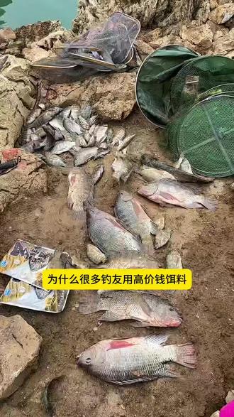 罗非水库饵料(罗非水库饵料配方大全)