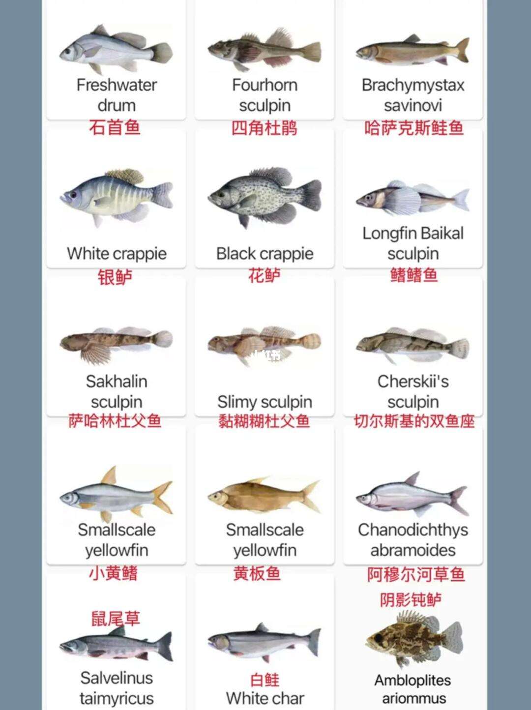 路亚针对鱼种(路亚鱼种类)