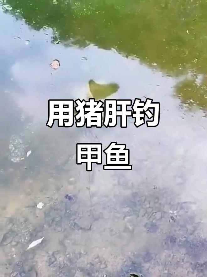 广东猪肝钓鱼技巧(猪肝钓鱼怎么样)