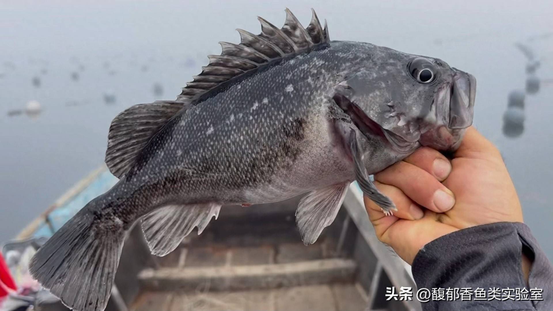 远海钓黑黄鱼(海钓价格一览表)