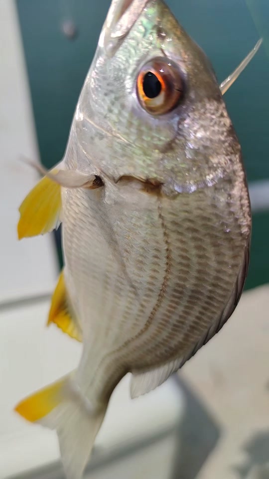 失败的海钓的简单介绍