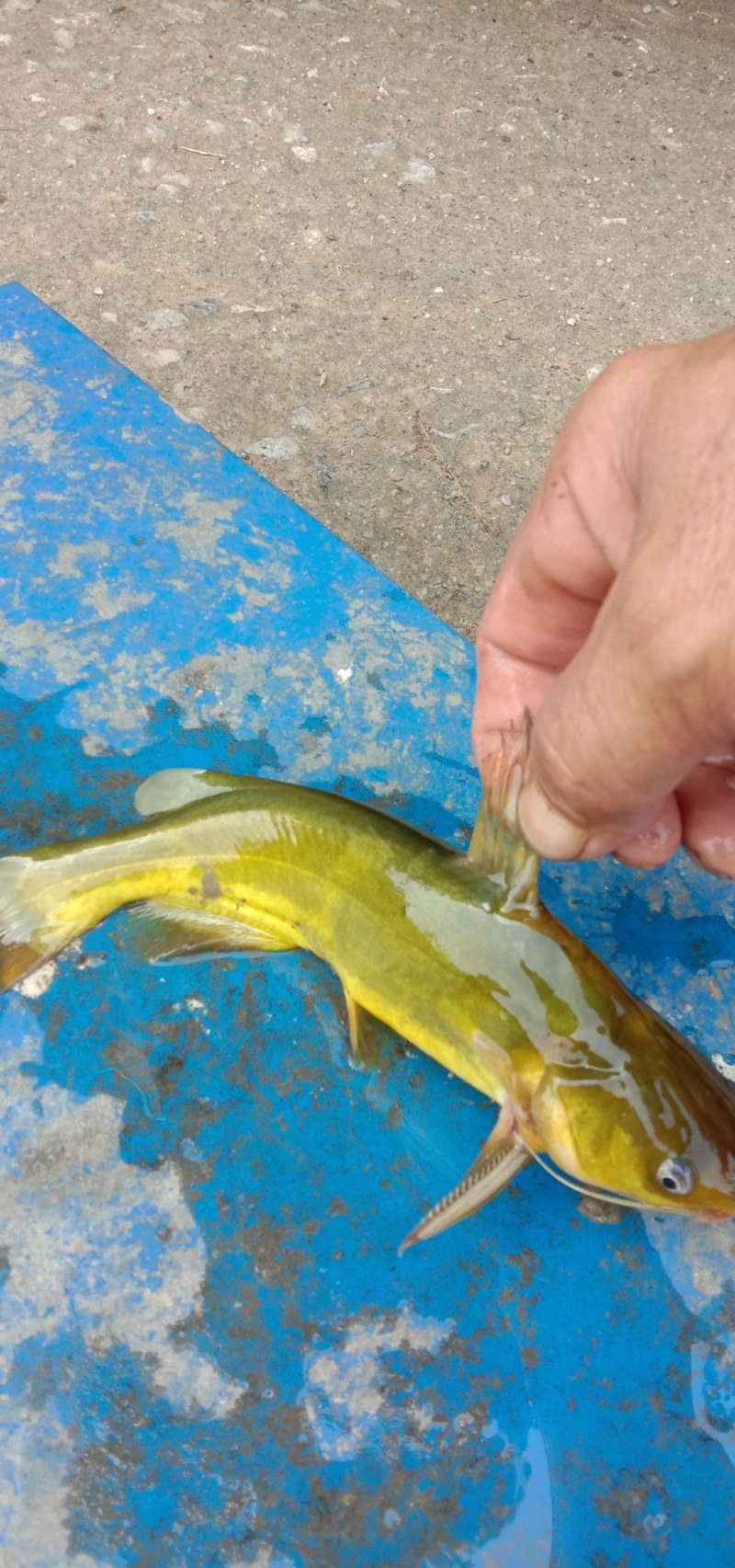 黄颡鱼鲶鱼技巧(黄颡鱼和鲶鱼是近亲吗)