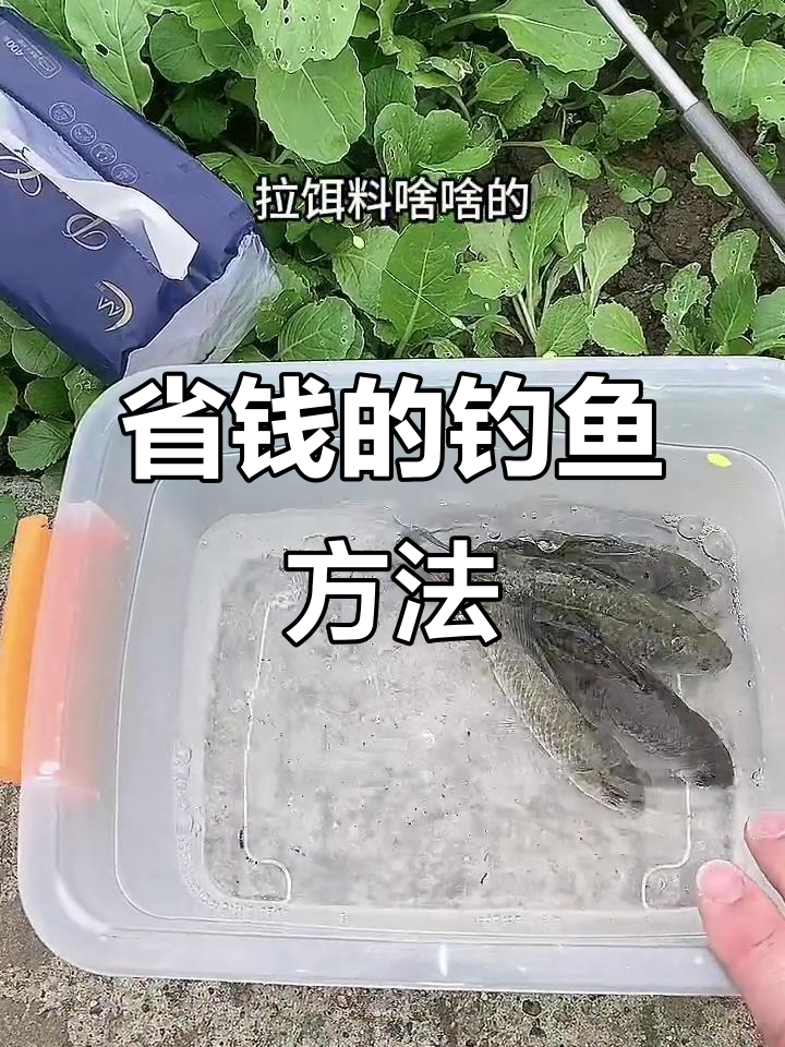 米饭垂钓鲫鱼技巧(米饭钓鲫鱼挂米饭图)