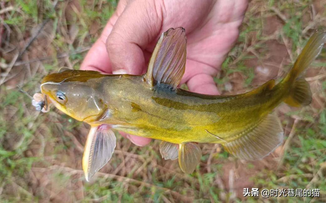 夏季长江用什么饵料(长江钓鱼饵料选择)
