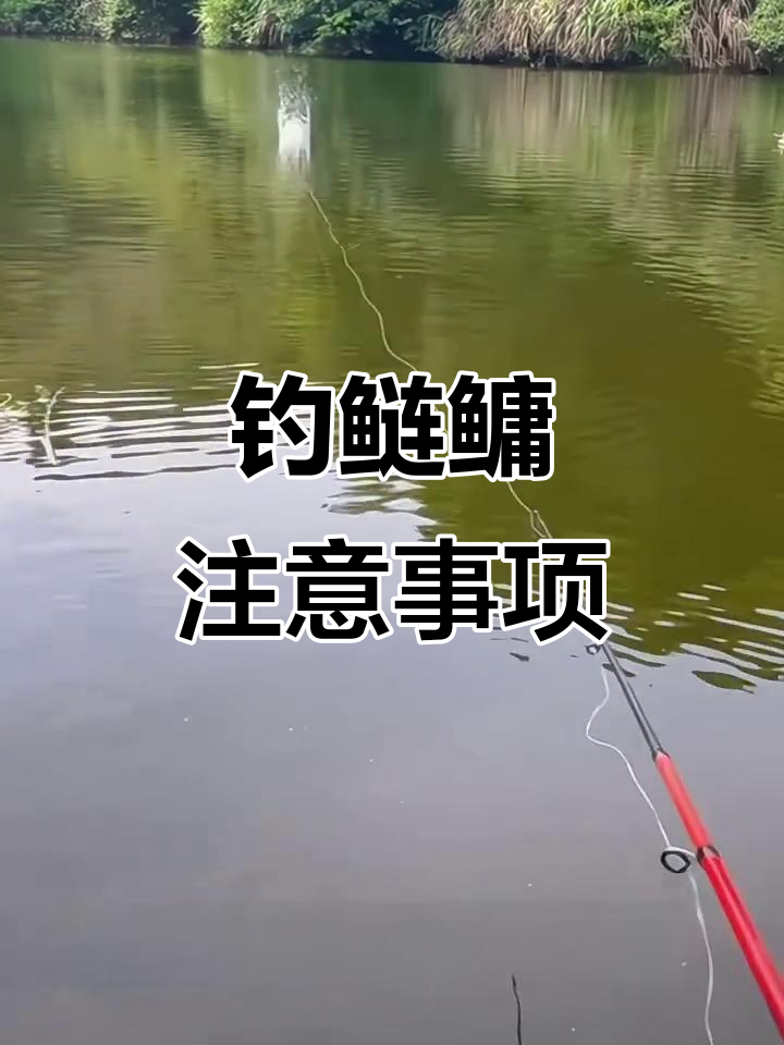 钓鲫抛杆技巧(钓鲫鱼怎么抛竿)