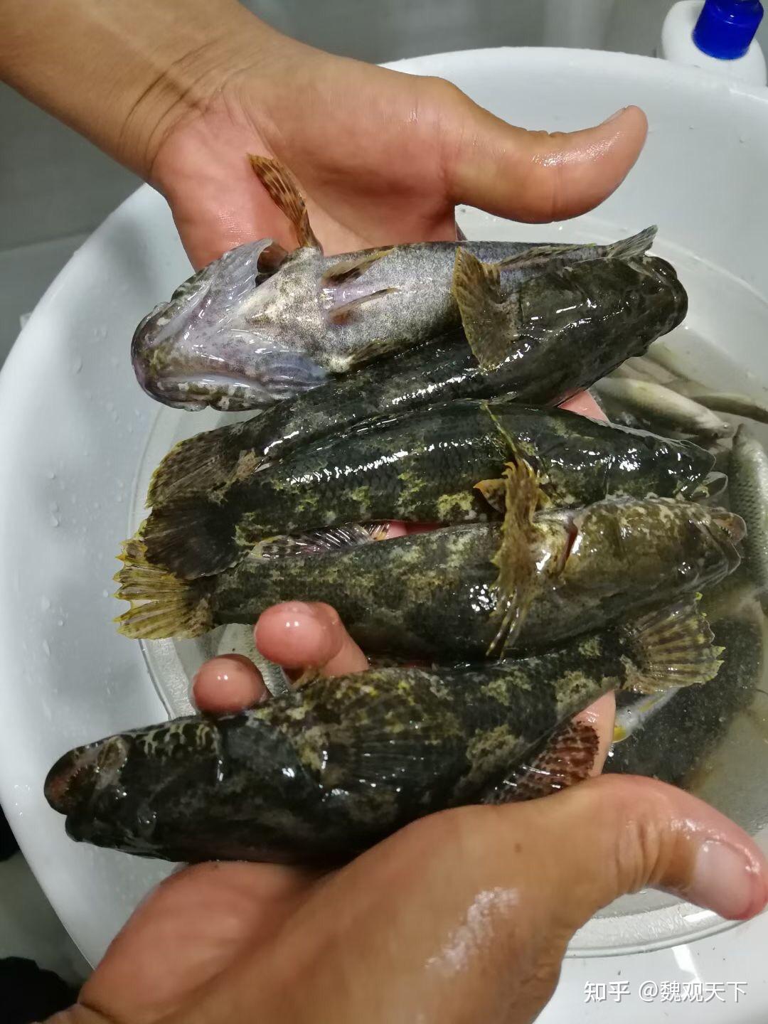 钧生鱼饵料(鱼饵原料生产厂家)