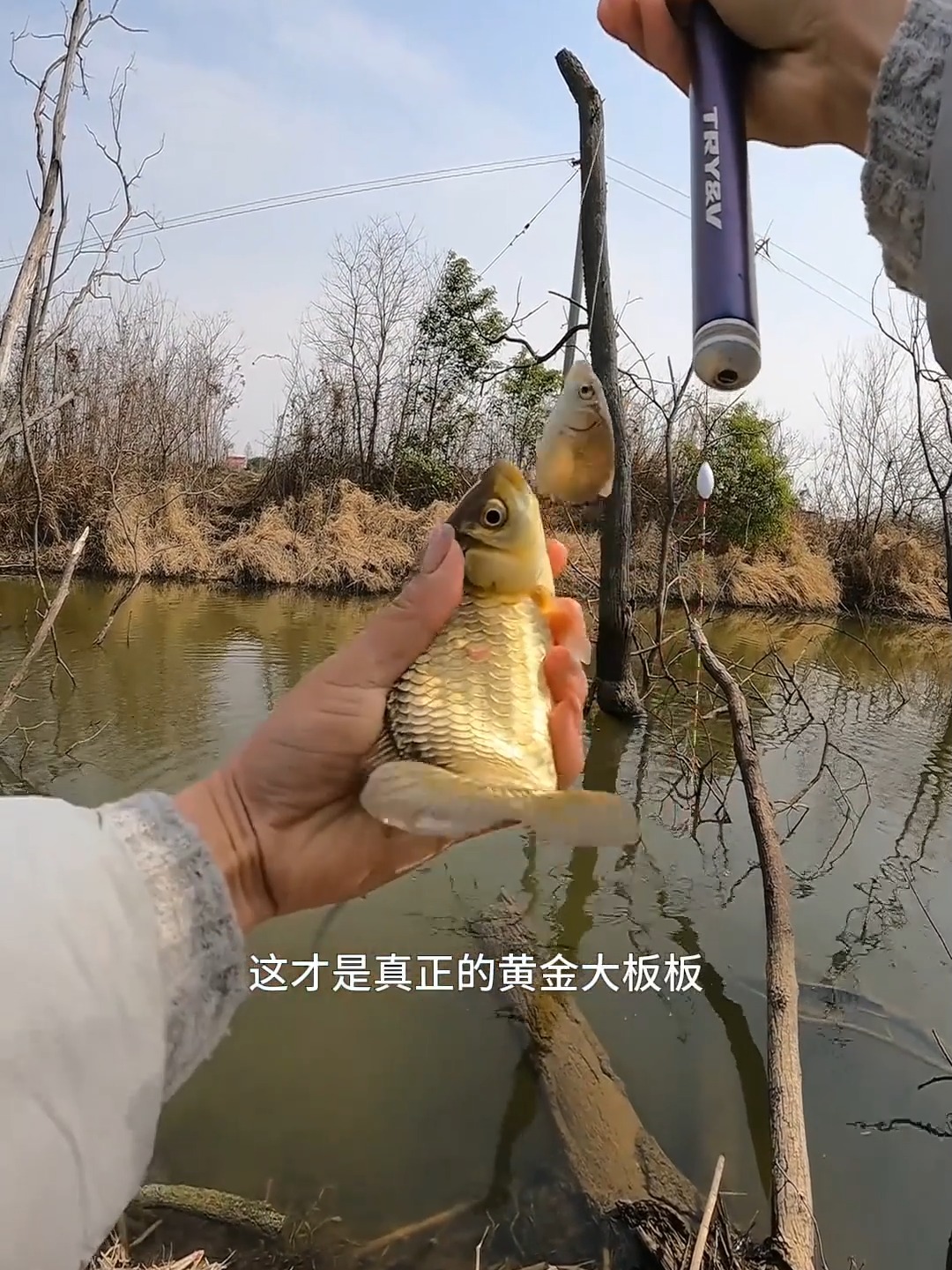 黑坑黄金鲫技巧(垂钓黑坑彭泽鲫方法技巧)