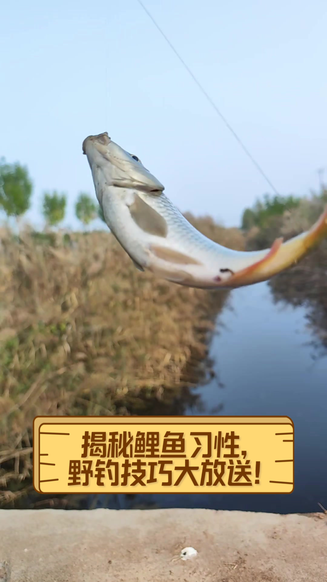 阴天钓鲤鱼技巧(阴天钓鲤鱼钓深还是钓浅初秋)