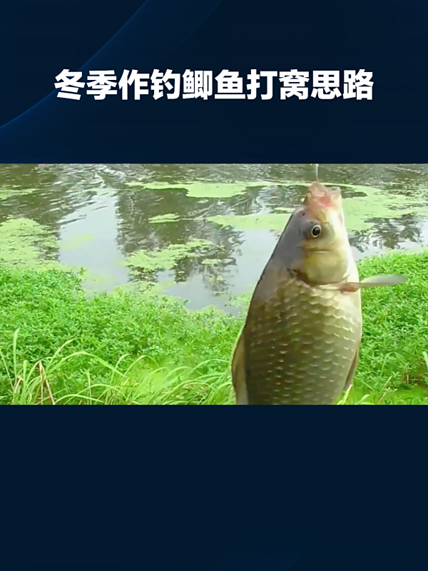 冷天钓鲫鱼打窝技巧(冷天钓鲫鱼商品饵料配方大全)