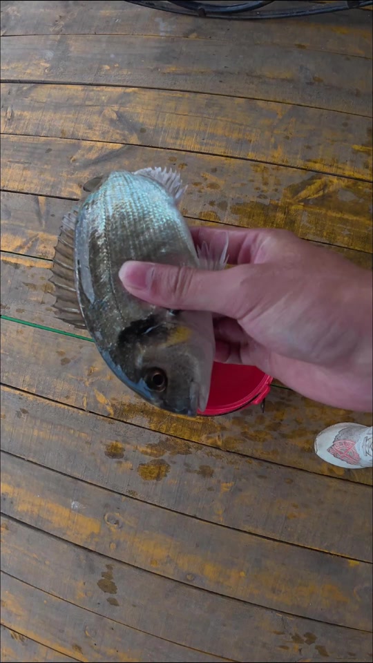 最新饶平海钓(饶平哪里可以钓海鱼)