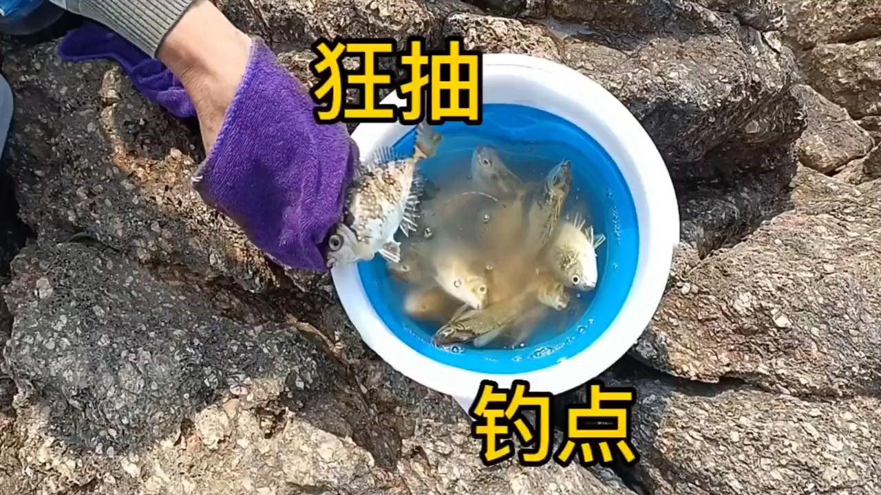 钓臭肚鱼饵料(如何钓臭肚鱼)