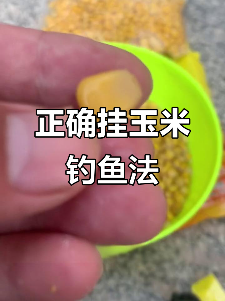 冬季用玉米钓鲤鱼技巧(冬季用玉米钓鲤鱼技巧和方法)