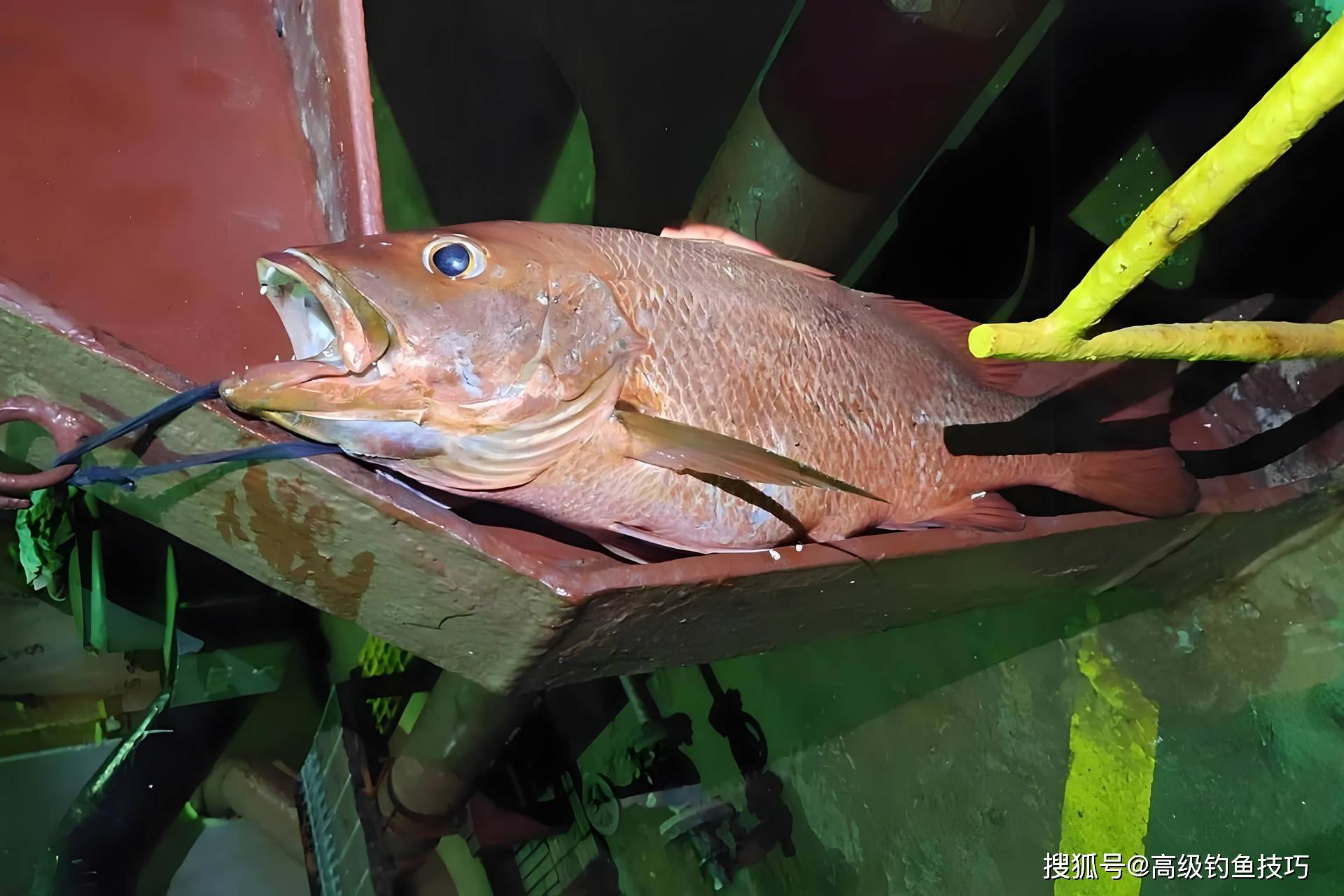 为什么海钓钓不到鱼(为什么海钓钓不到鱼的原因)