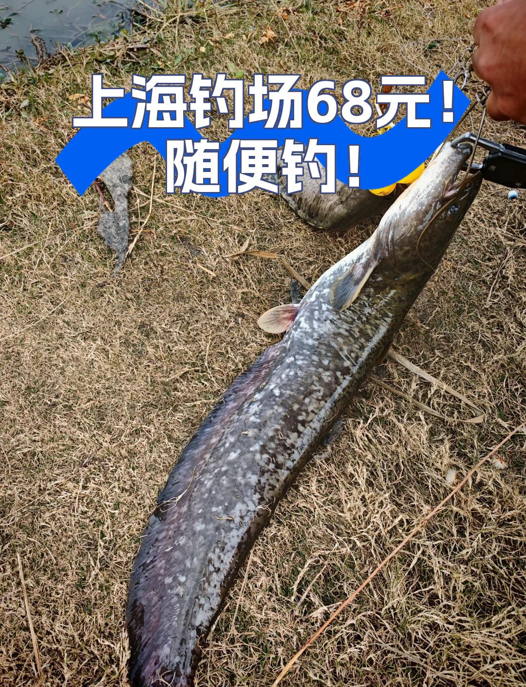 上海钓鲶鱼(什么东西钓鲶鱼最快)