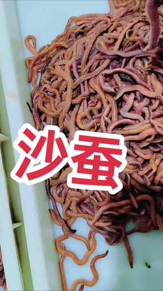 海钓用红虫子好吗(海钓用红虫能钓什么鱼)