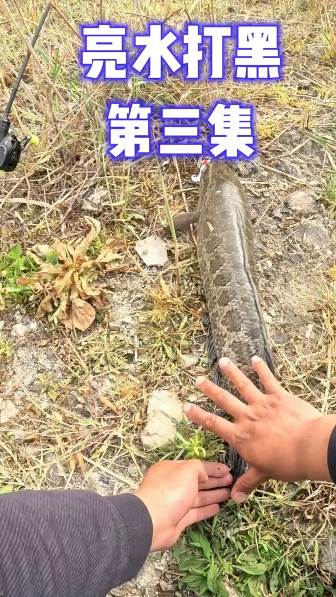 路亚淡水黑鱼(路亚黑鱼在什么水域)