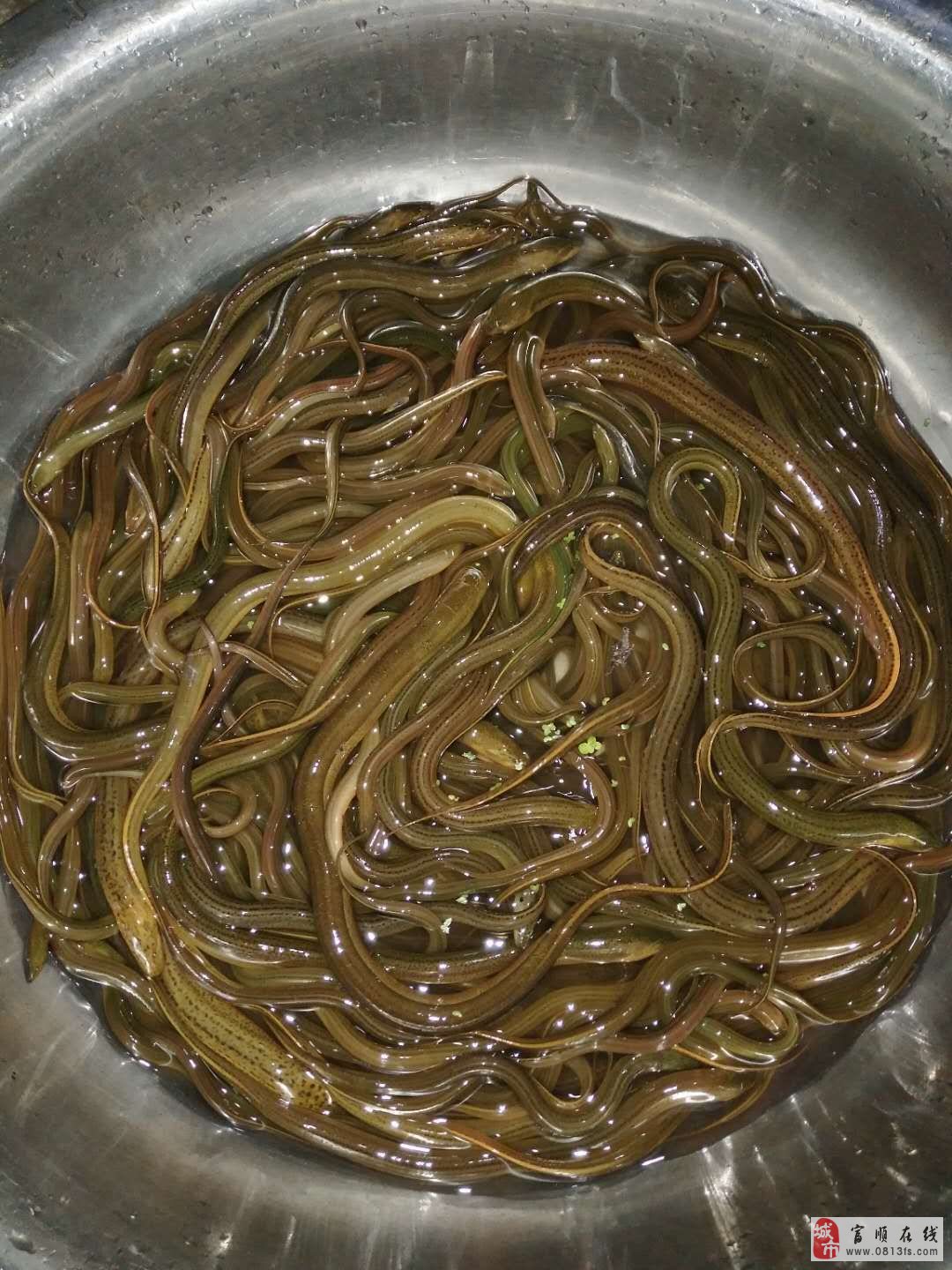 夜间电黄鳝技巧(白天电黄鳝技巧)