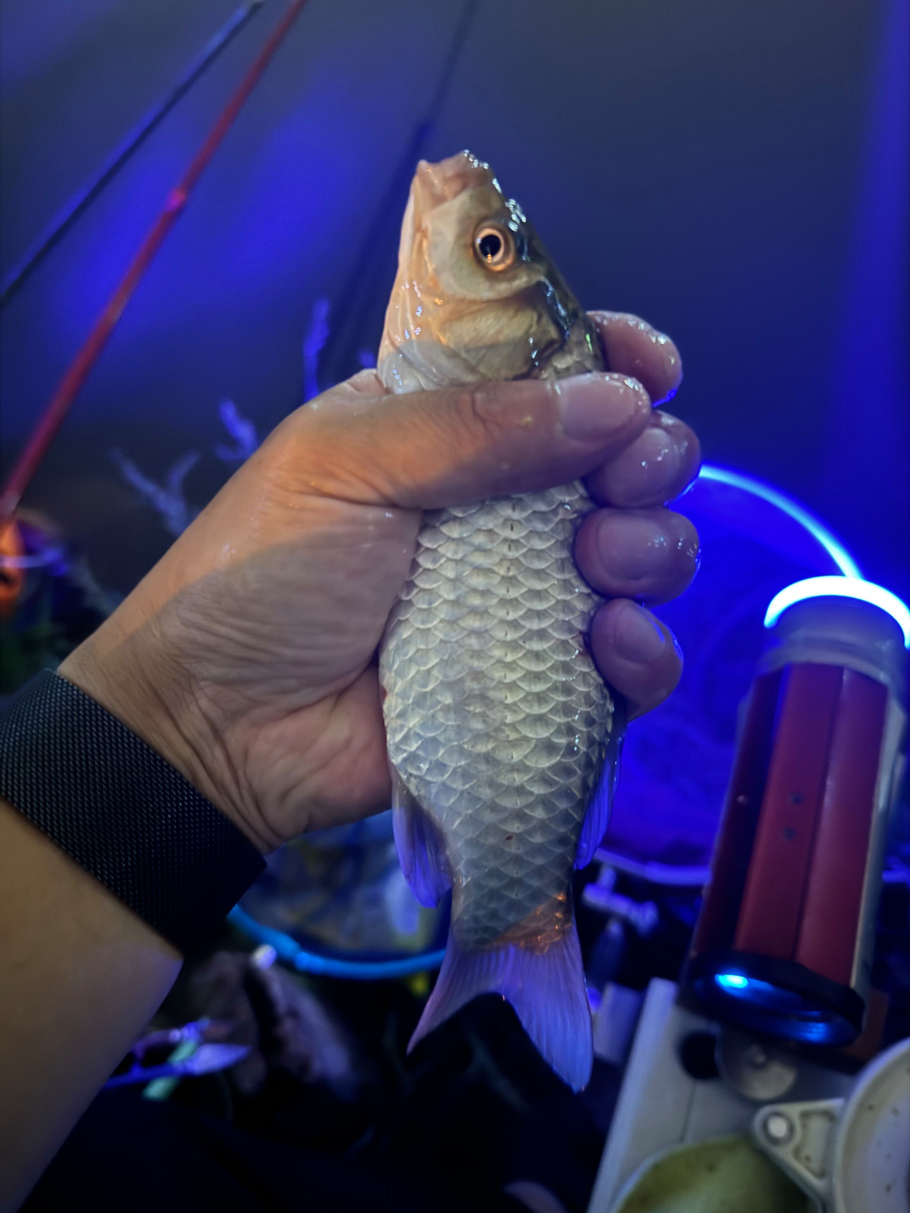 海钓白眼鱼鱼竿(海钓白眼鱼用什么鱼饵)