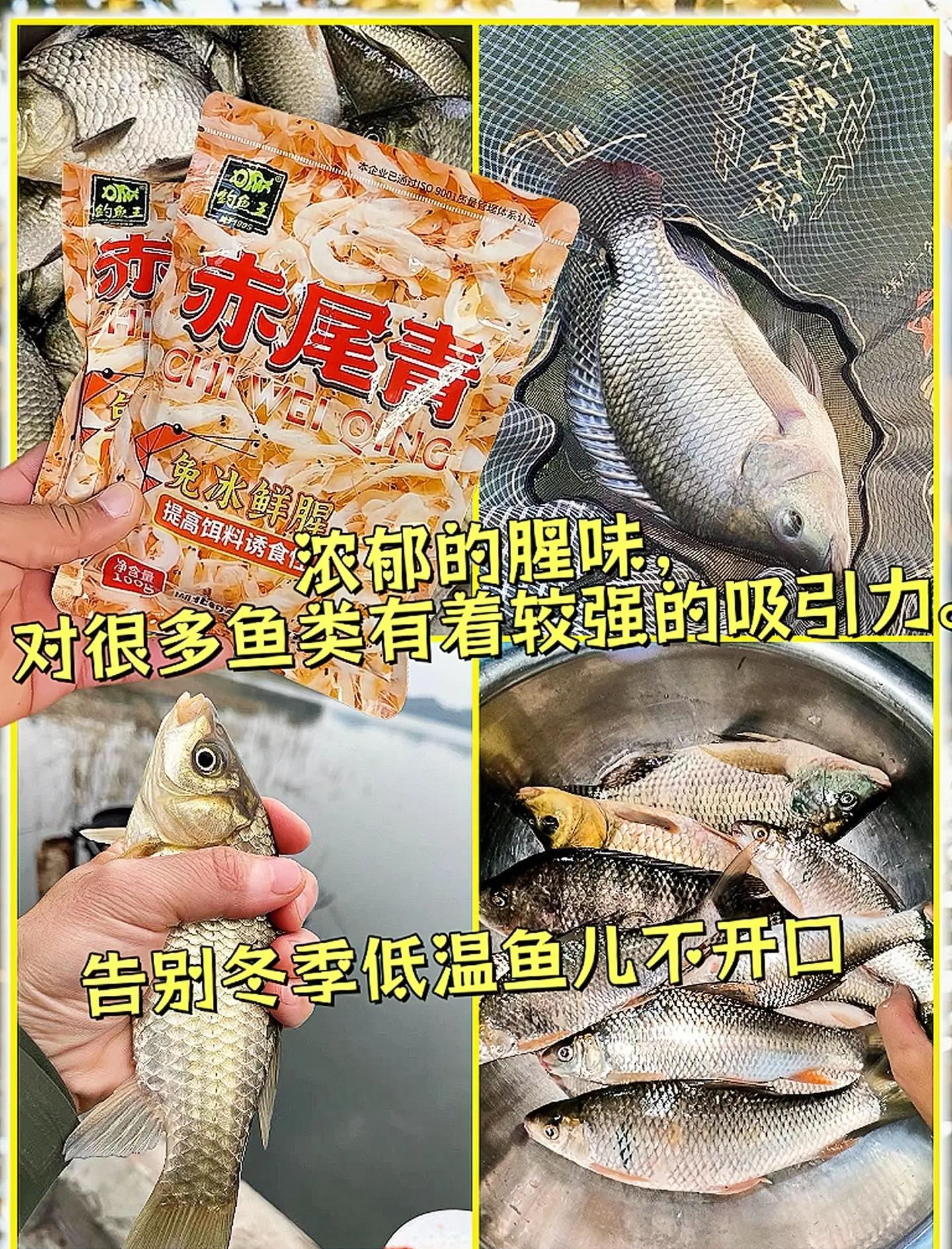 冷天饵料搭配(天气冷了饵料是腥一点还是香一点)