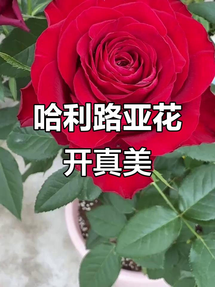花路亚(花路亚竿)