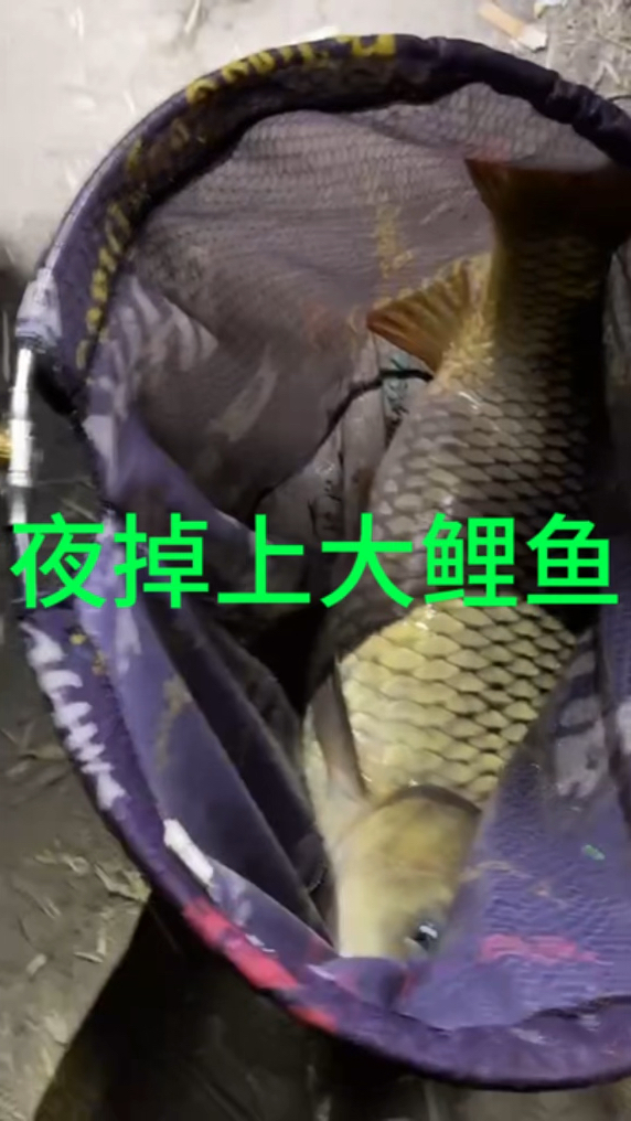 夏天野钓夜钓鲤鱼技巧的简单介绍