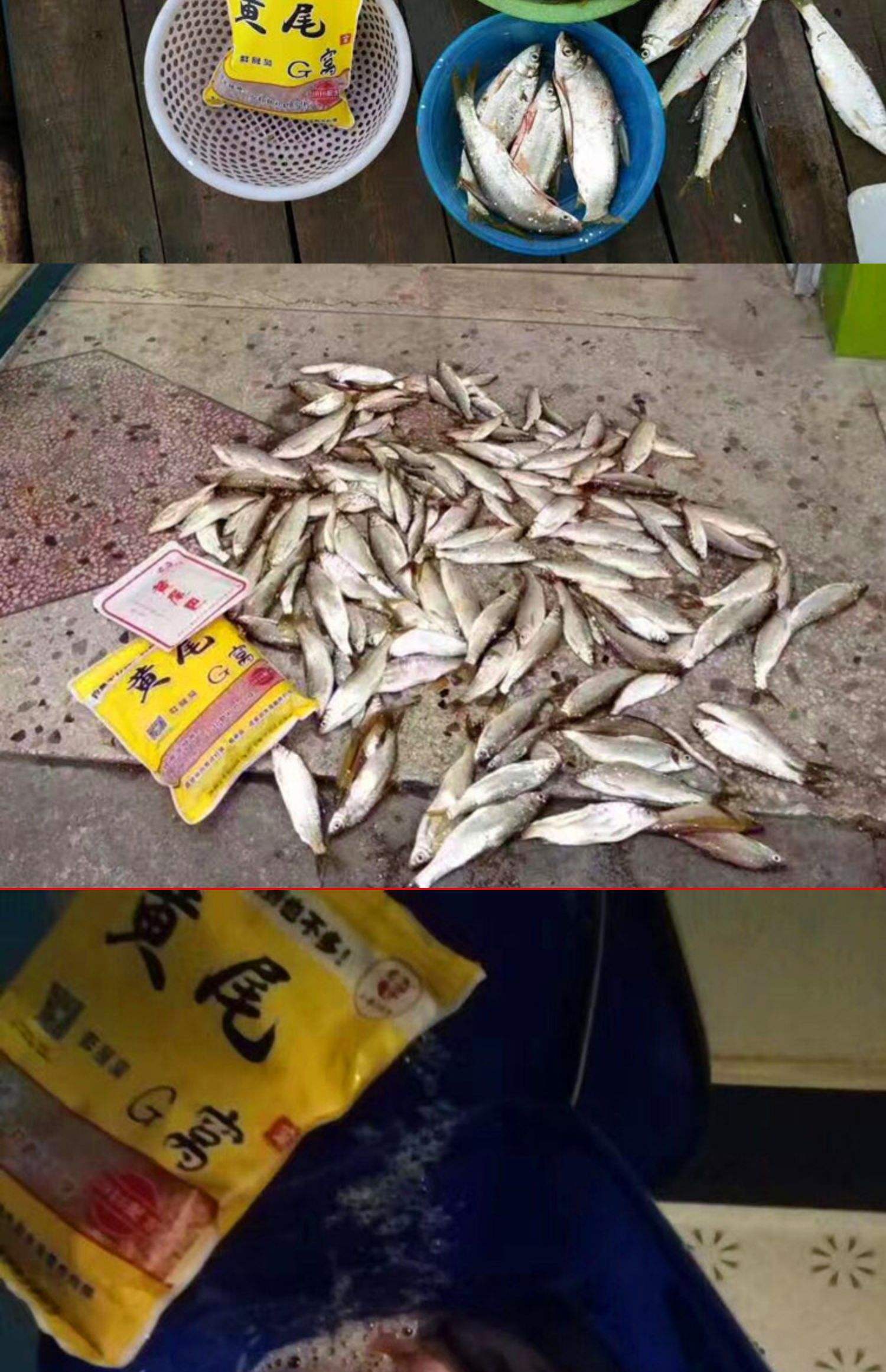 水库黄尾饵料(水库野钓黄尾视频)