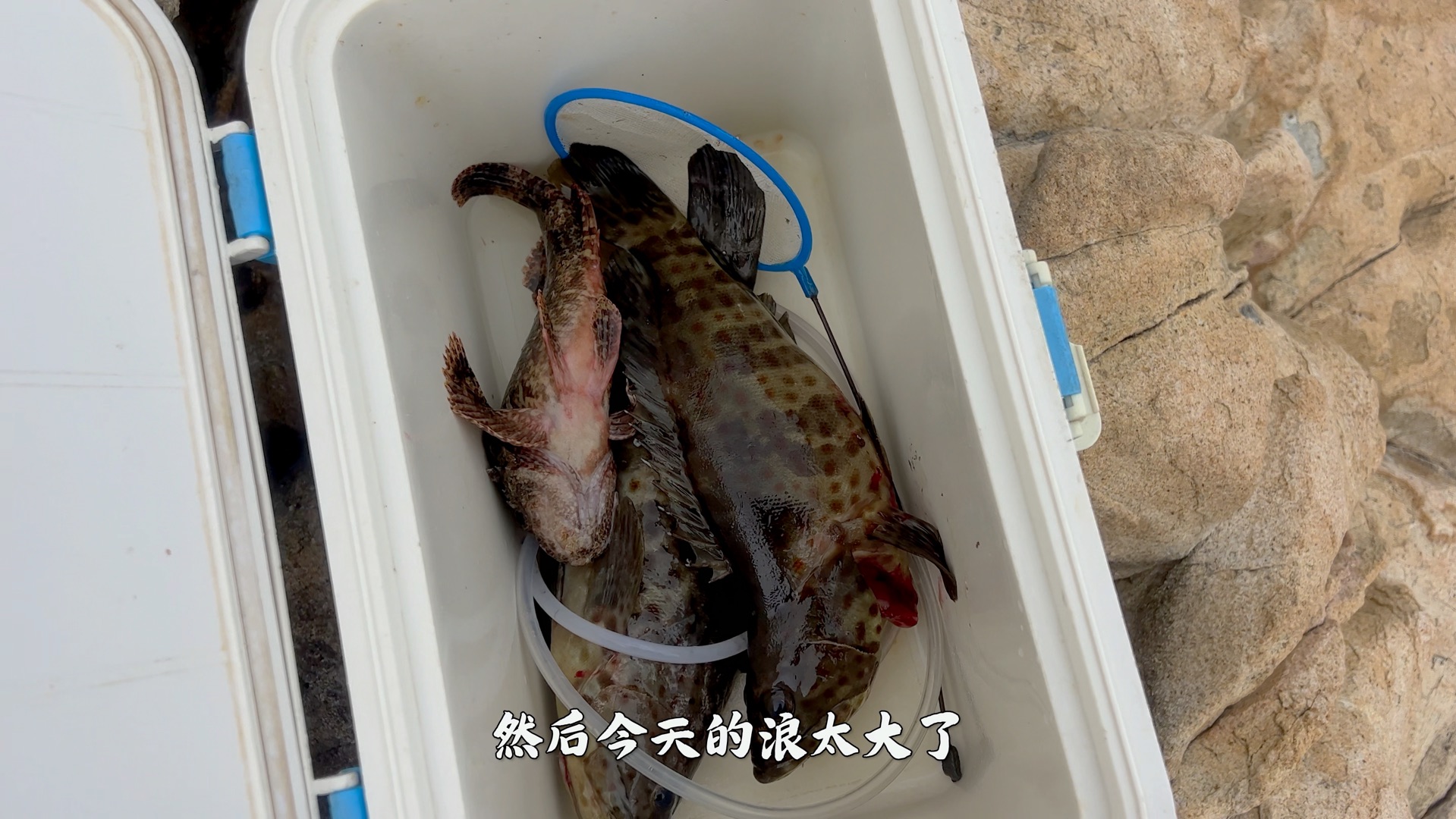 海钓沙占鱼视频(沙滩海钓视频)