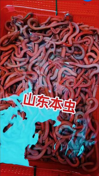 海钓用干虫(海钓用什么虫钓最好)