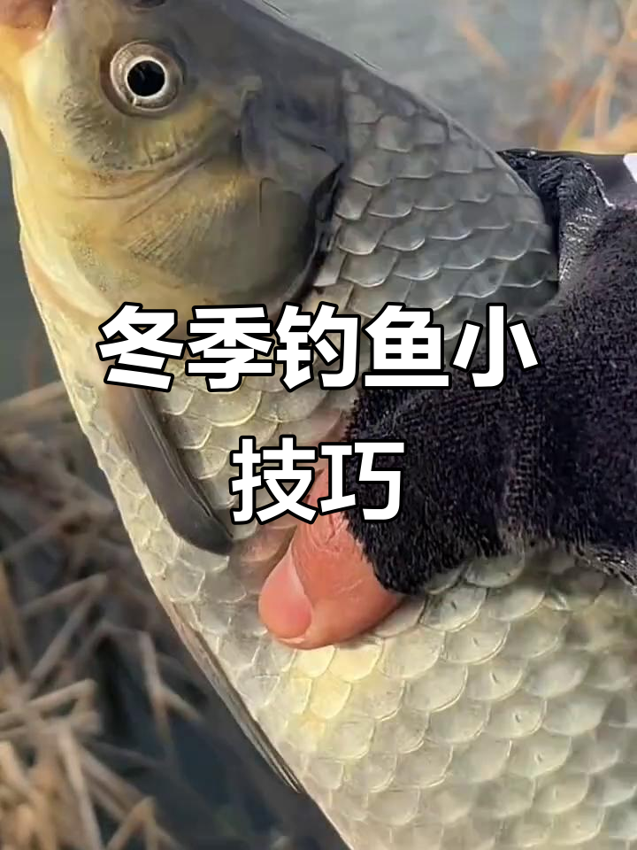 冬天钓鱼钓鱼技巧视频(冬天钓鱼?)